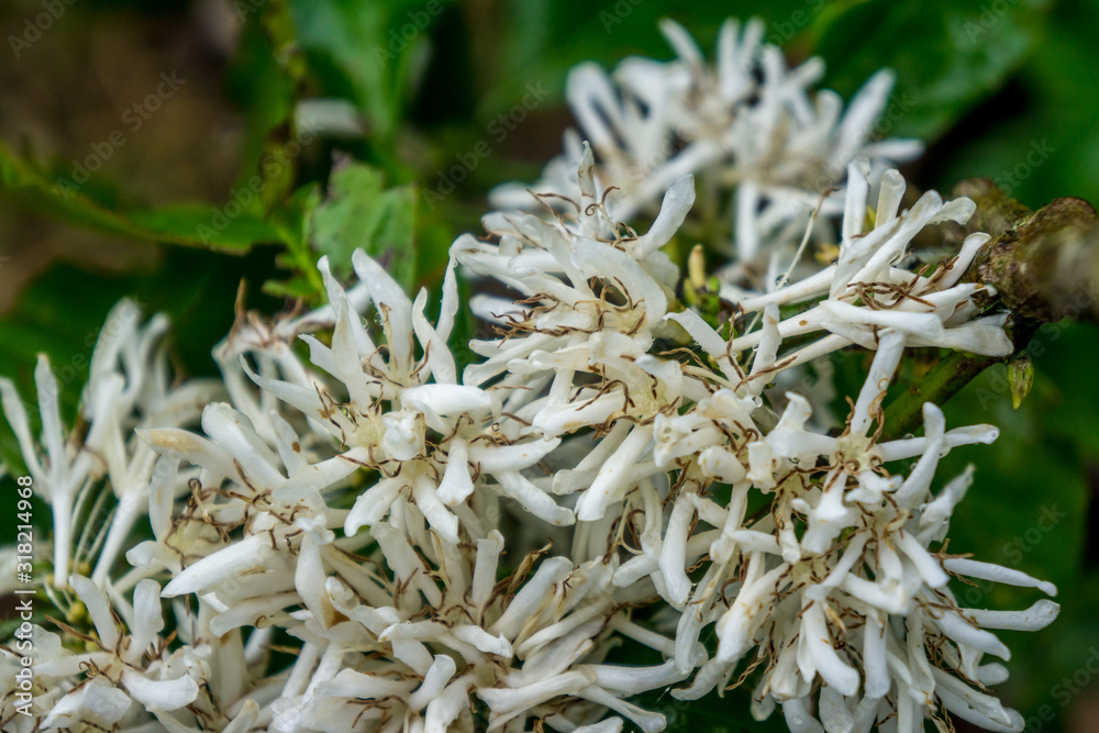 flower of Coffee tree flower of Coffee tree