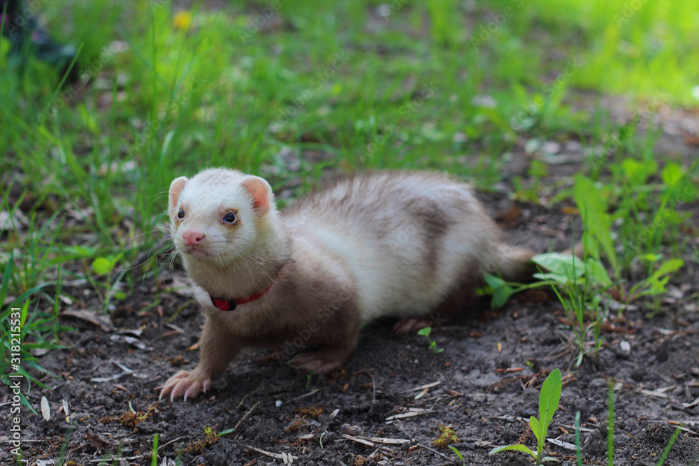 Cute ferret with red collar summer walking in the grass in the park