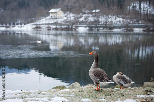 Geese near lake in winter photo