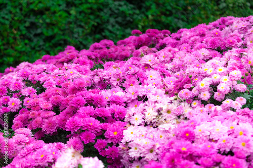 The field of purple Chrysanthemum with green background.