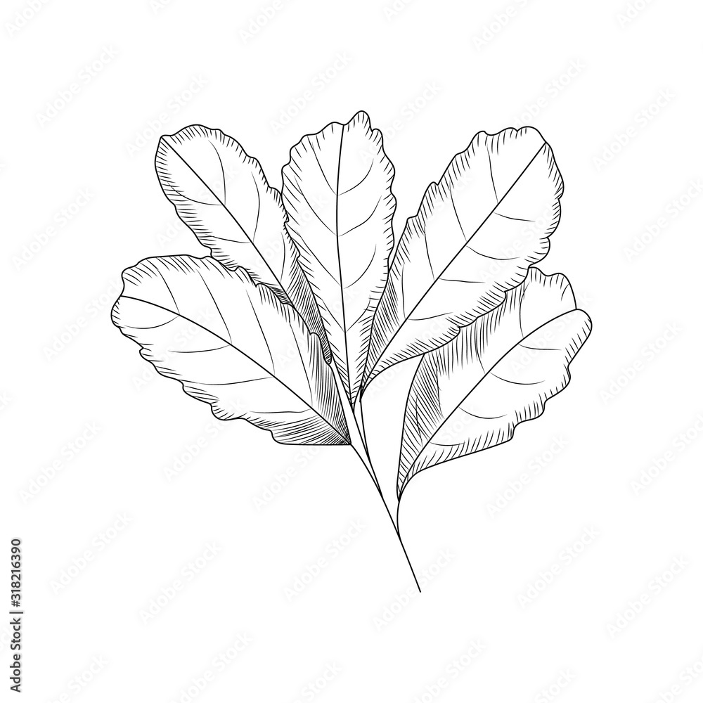 Leaves in engraved style. Leaf isolated on white background. Leaves in engraved style. Leaf isolated on white background.