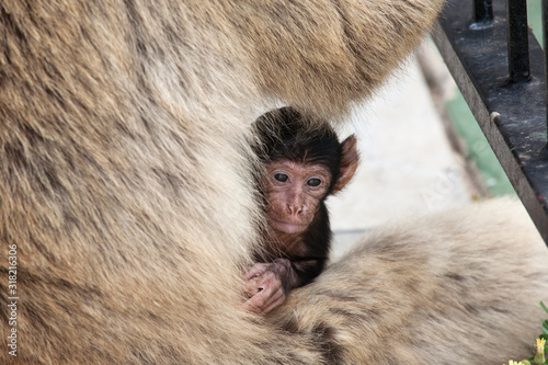 Baby monkey of Gibraltar on the rocks
