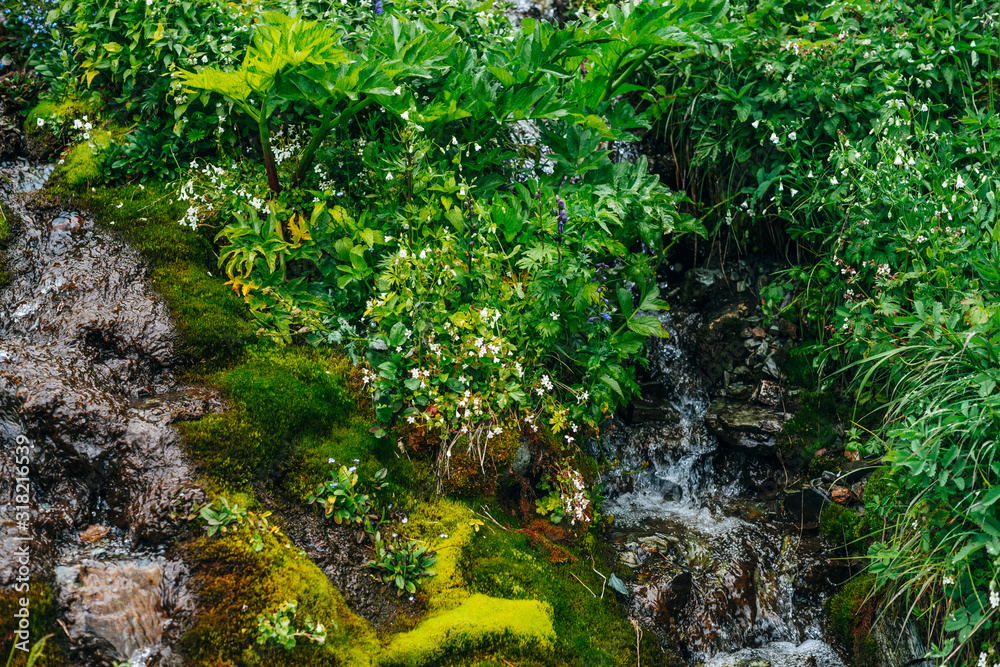 Fototapeta premium Scenic landscape with clear spring water stream among thick moss and lush vegetation. Mountain creek on mossy slope with fresh greenery and many small flowers. Colorful scenery with rich alpine flora.