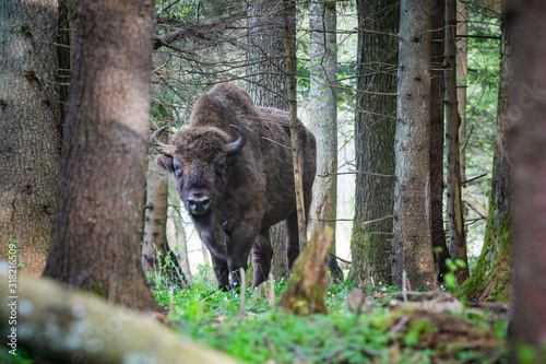 Bison in the forest in the Bialowieza National Park.