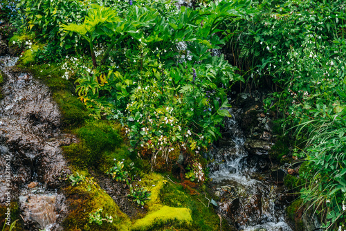 Scenic landscape with clear spring water stream among thick moss and lush vegetation. Mountain creek on mossy slope with fresh greenery and many small flowers. Colorful scenery with rich alpine flora.
