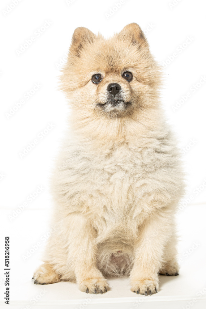 pomeranian dog isolated on white background