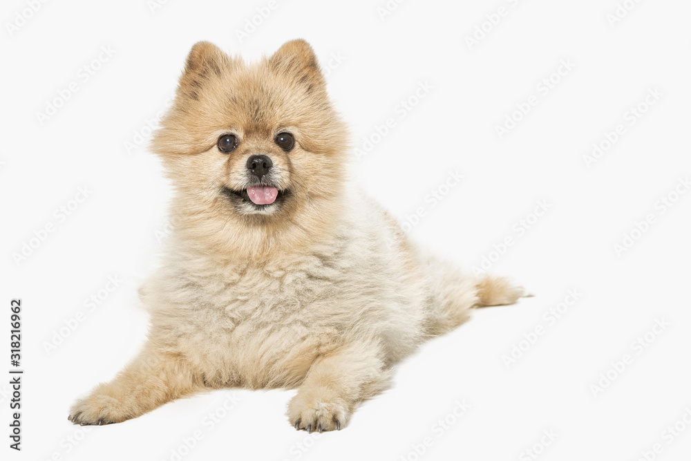 pomeranian/kleinpitz dog