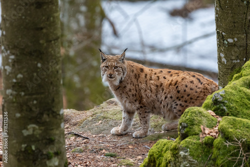Lynxes in the Bavarian Forest  Germany.