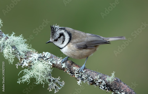 Crested Tit Perched on Branch