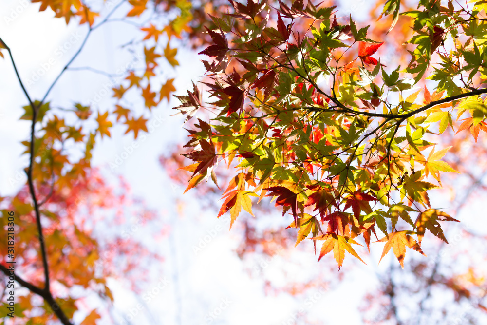 秋の紅葉と緑の葉っぱ