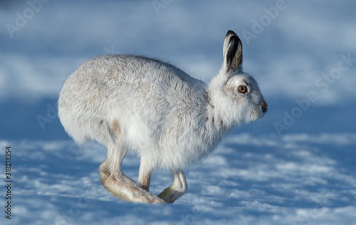 Mountain Hare in Snow