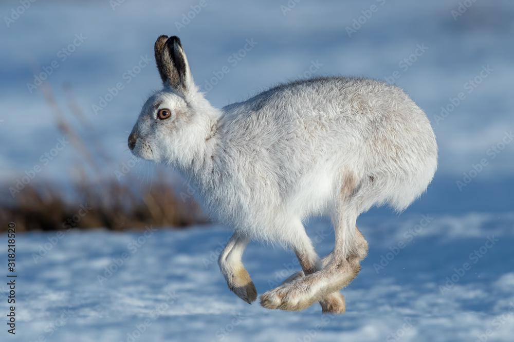 Obraz premium Mountain Hare in Snow