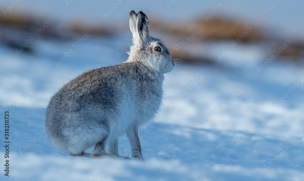 Naklejka premium Mountain Hare in Snow
