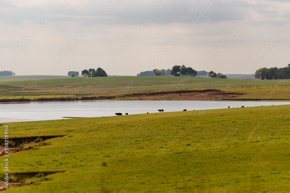 Fototapeta premium Extensive beef cattle rearing in southern Brazil
