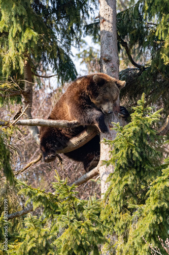 Brown bear sitting on a tree in the Bavarian Forest, Germany.