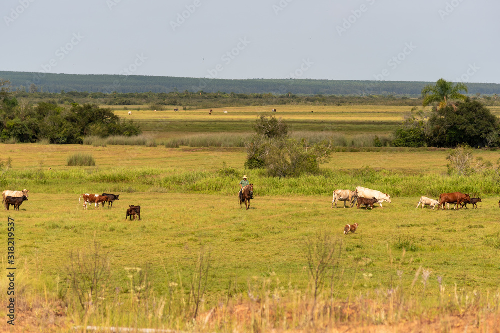Extensive beef cattle rearing in southern Brazil Extensive beef cattle rearing in southern Brazil