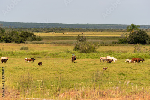 Extensive beef cattle rearing in southern Brazil