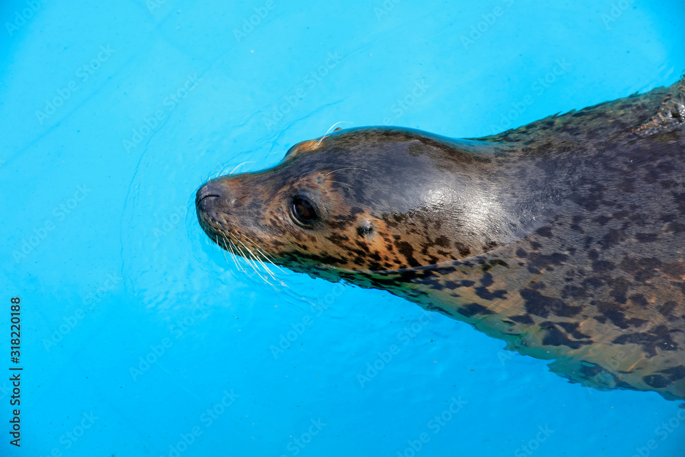 Fototapeta premium seal in the zoo