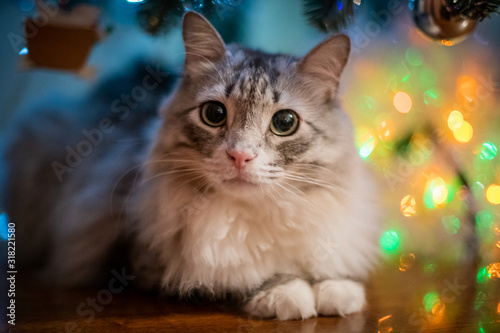 fluffy striped, gray cat lies under the Christmas tree