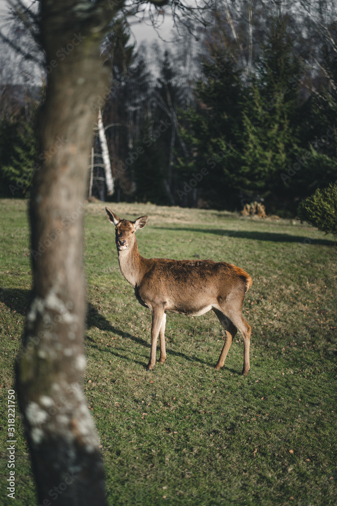 Hirschkuh Reh steht im Garten auf Gras bei Sonne und schaut in die Kamera im Herbst Hirschkuh Reh steht im Garten auf Gras bei Sonne und schaut in die Kamera im Herbst