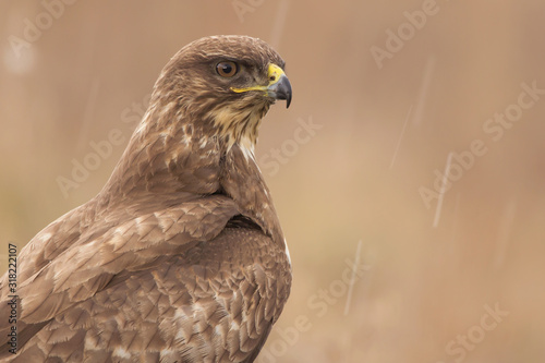 Common buzzard (Buteo buteo) in natural habitat, hawk bird in the grass on the ground, predatory bird close up 