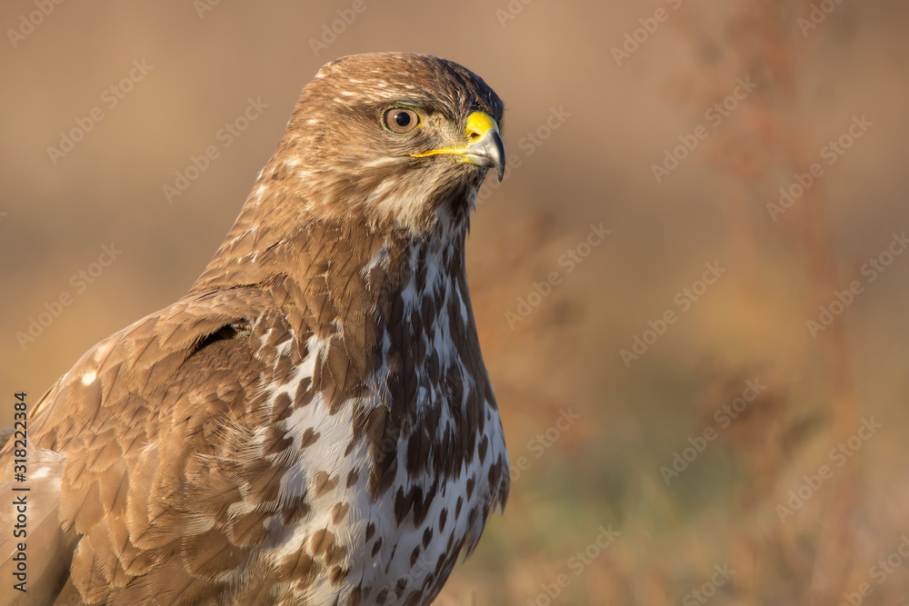 Common buzzard (Buteo buteo) in natural habitat, hawk bird in the grass on the ground, predatory bird close up Common buzzard (Buteo buteo) in natural habitat, hawk bird in the grass on the ground, predatory bird close up