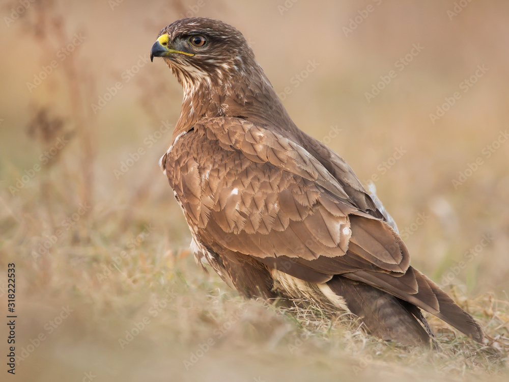 Common buzzard (Buteo buteo) in natural habitat, hawk bird in the grass on the ground, predatory bird close up Common buzzard (Buteo buteo) in natural habitat, hawk bird in the grass on the ground, predatory bird close up