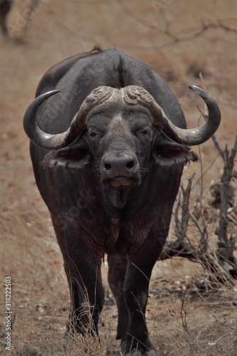 buffalo in field © Eduard Drost