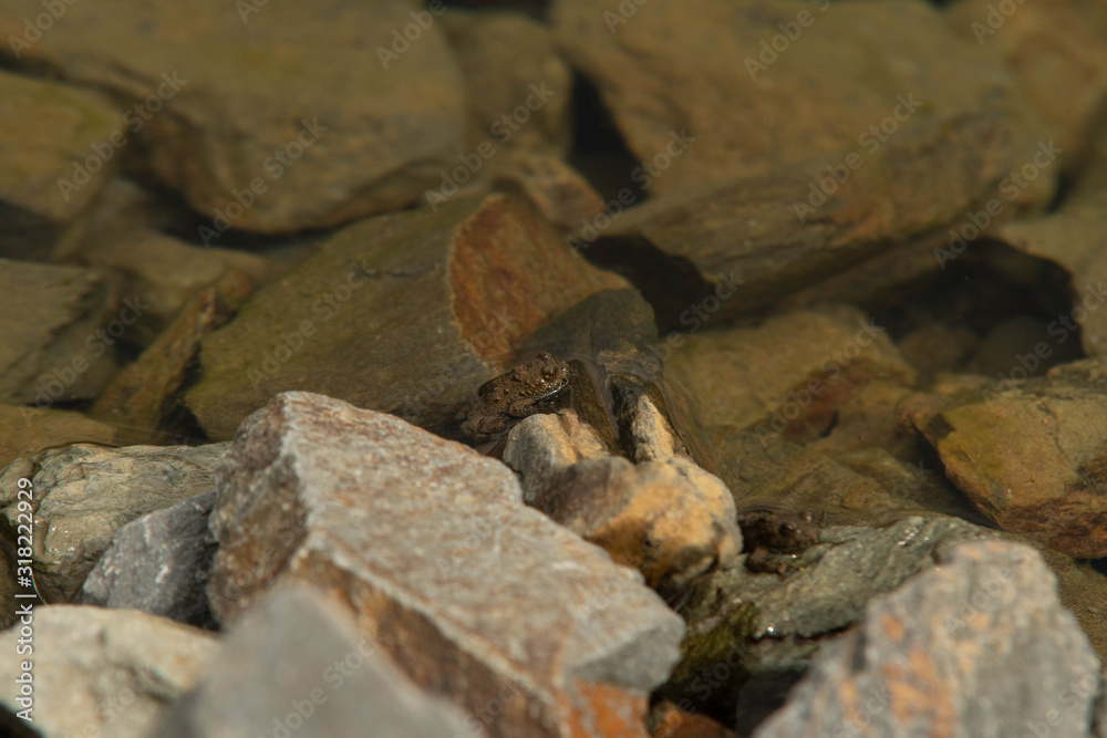 rare species-protected yellow-bellied frog in a reservoir on the Hochkönig mountains