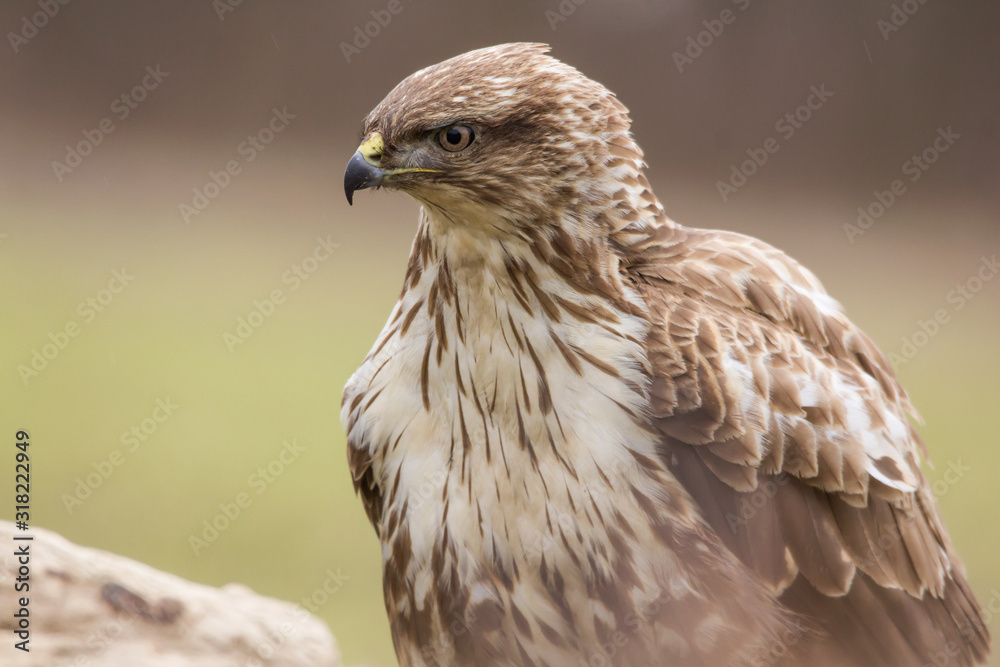 Obraz premium Common buzzard (Buteo buteo) in natural habitat, hawk bird in the grass on the ground, predatory bird close up 