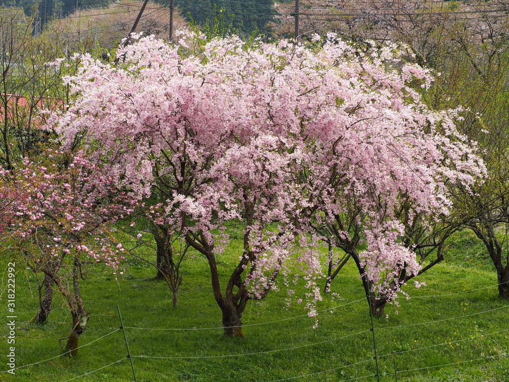 桜 sakura 