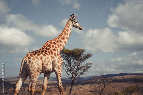 Giraffe © Matthias