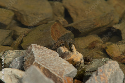 rare species-protected yellow-bellied frog in a reservoir on the Hochk  nig mountains