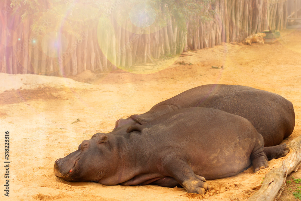 Two hippos take sunbathe on the sand Two hippos take sunbathe on the sand