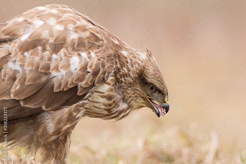 Common buzzard (Buteo buteo) in natural habitat, hawk bird in the grass on the ground, predatory bird close up 