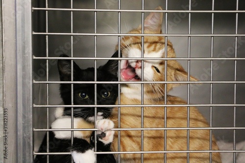 two funny crying kittens behind the fence in a cage