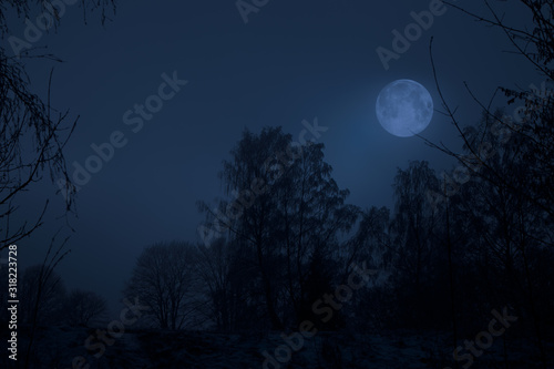 Night Winter Landscape with Moon on Sky and Tree Silhouettes © handatko