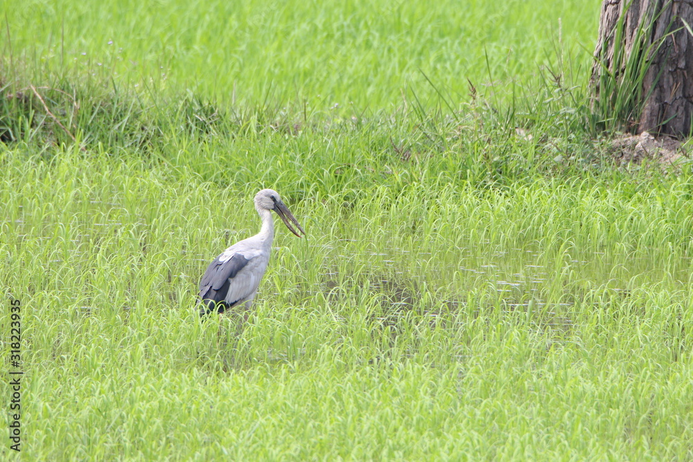 Fototapeta premium stork on green grass