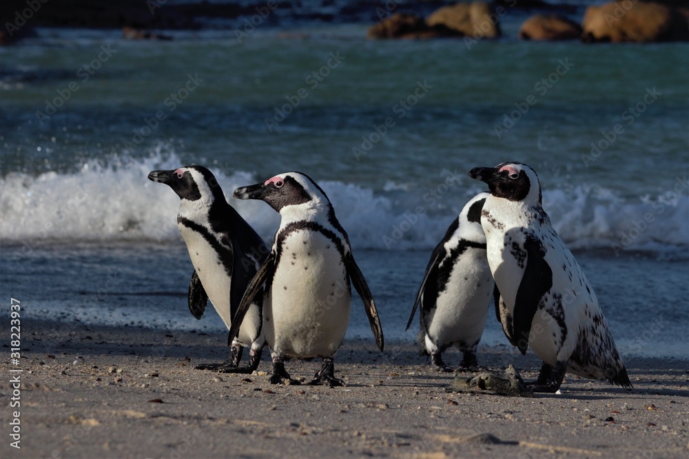 Fototapeta premium Group of African penguins