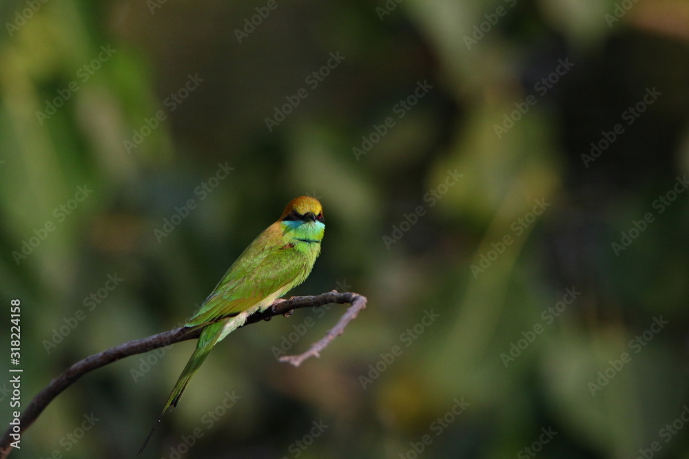 Bee eater on a branch