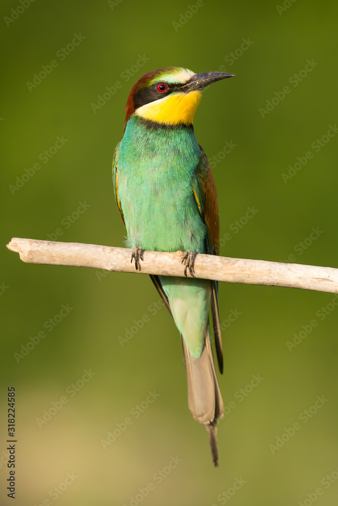 European bee-eater (Merops apiaster), wildlife colorful bee eater bird in natural habitat, close up with blurry background European bee-eater (Merops apiaster), wildlife colorful bee eater bird in natural habitat, close up with blurry background