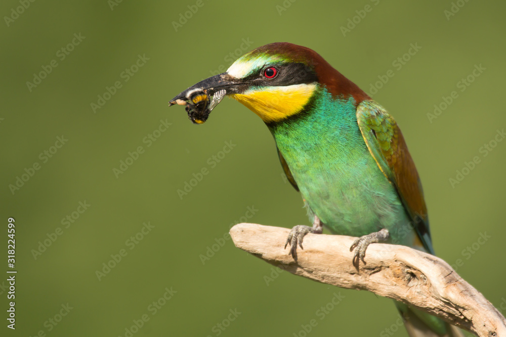 Fototapeta premium European bee-eater (Merops apiaster), wildlife colorful bee eater bird in natural habitat, close up with blurry background