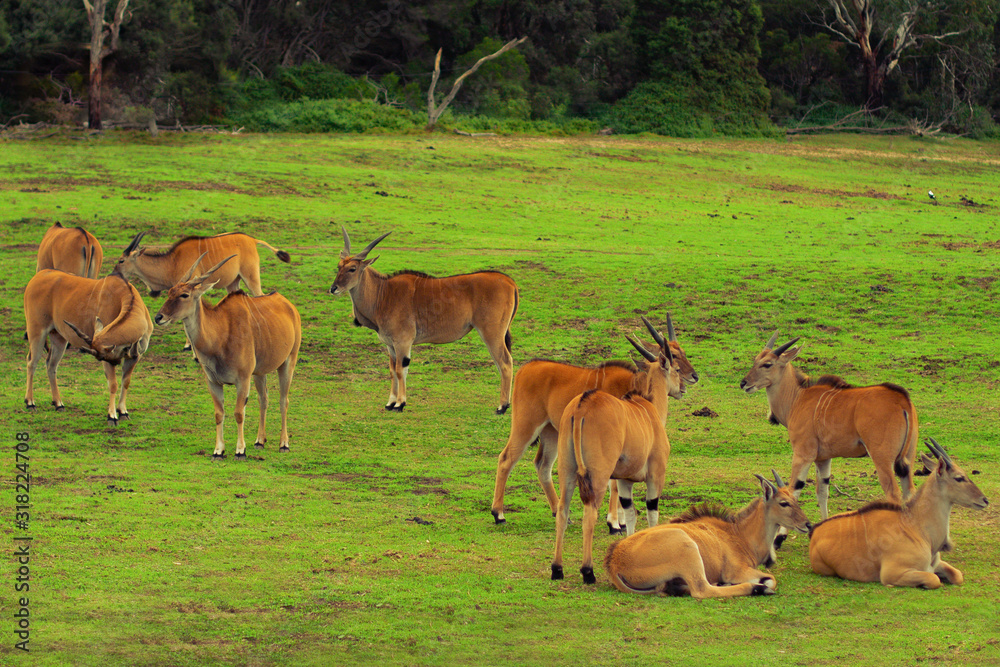 A herd of african antelope relaxing on a grass field A herd of african antelope relaxing on a grass field