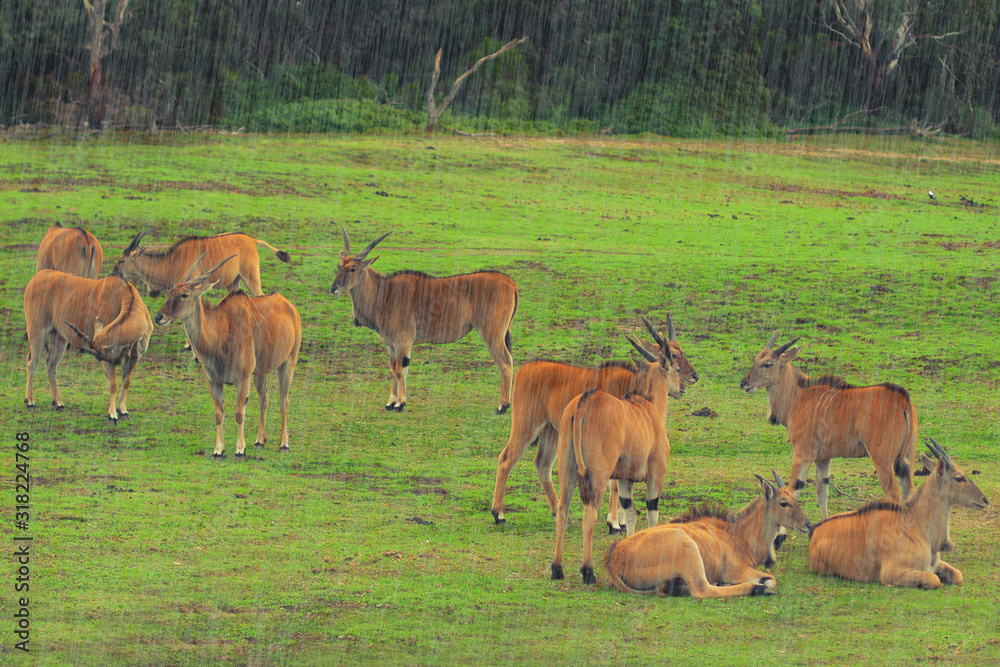 A herd of african antelope relaxing on a grass field in the rain A herd of african antelope relaxing on a grass field in the rain