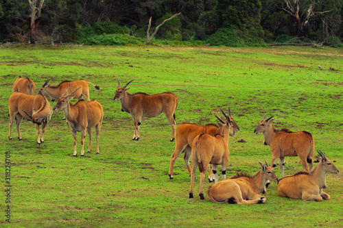 A herd of african antelope relaxing on a grass field