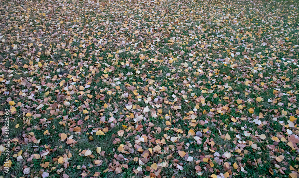 Autumn grass texture for background design and die cutting for artwork. Autumn grass texture for background design and die cutting for artwork.