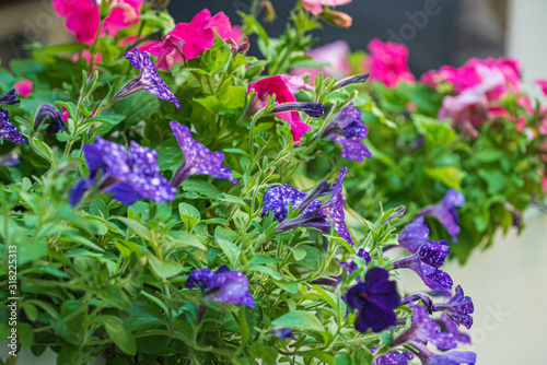 nice flowers in the containers