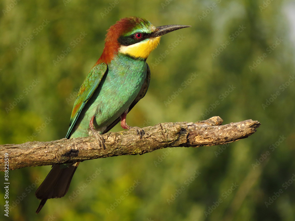 Fototapeta premium European bee-eater (Merops apiaster), wildlife colorful bee eater bird in natural habitat, close up with blurry background