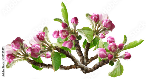Spring pink apple blossoms branch winder blue sky