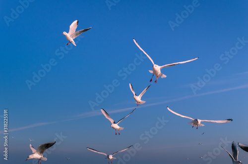 Seagulls, blue sea , flying gull